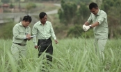 Recover position for sugarcane: '4 transformations' in sugarcane production